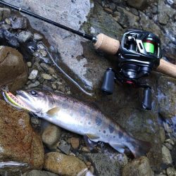 夏のアマゴは難しい